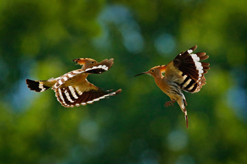 Birds fight fly, Hoopoe, Upupa epops, nice orange bird with in the green forest habitat, Bulgaria. Beautiful bird in the nature, wildlife Europe. Two birds flight, animal behaviour in summer. © ondrejprosicky