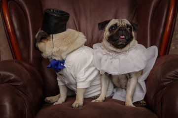 Dog bride and groom. Two pugs. Dog wedding. Bride and groom 