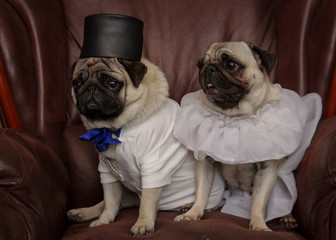 Dog bride and groom. Two pugs. Dog wedding. Bride and groom 