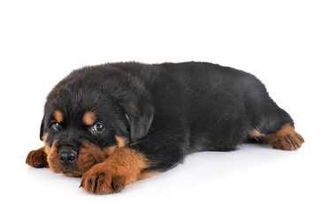 Fototapeta premium puppy rottweiler in studio