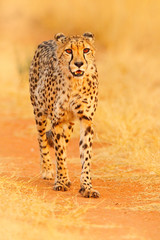 Cheetah, Acinonyx jubatus, walking wild cat. Fastest mammal on the land, Botswana, Africa. Cheetah on gravel road, face to face portrait. Spotted wild cat in nature habitat, Okavango delta