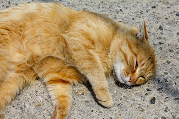 A leisurely routine of a cute cat 