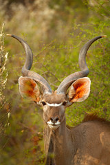 Greater kudu, Tragelaphus strepsiceros,  handsome antelope with spiral horns. Animal in the green meadow habitat, Okavango delta, Moremi, Botswana. Kudu in Africa. Wildlife scene from African nature.