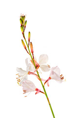 Obraz premium Gaura in studio
