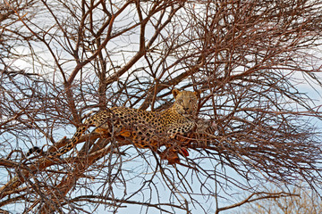 Safari in Namibia. Leopard on the tree with catch, animal behaviour. Big cat feeding young zebra, Etosha National Park in the Africa. Wildlife scene from nature. African leopard kill zebra.