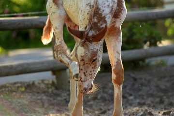 Tänzer in der Sonne. Süßes Fohlen kratzt sich