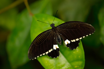 Beautiful black white butterfly, Great Mormon, Papilio memnon, resting on the green branch. Wildlife scene from nature. Insect in the habitat. tropic forest.