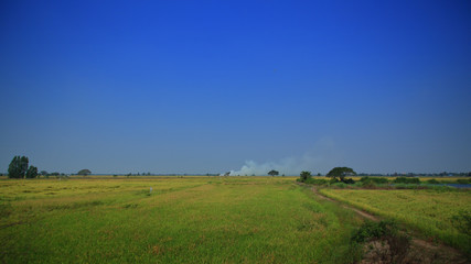 green field of rice paddy. Agricultural activities in tropical Asian country, Thailand rice production area.