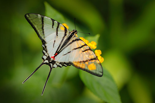 Mexican Kite-Swallowtail Eurytides epidaus, beautiful butterfly with transparent white winggs. Butterfly sitting on yellow flower in green forest. Insect from Mexico. Wildlfe scene from tropic jungle.
