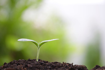Young green sapling planting with water drop dew