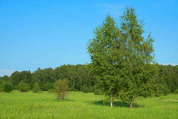 Summer landscape with birch