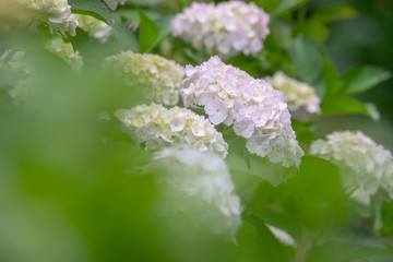 白いアジサイ