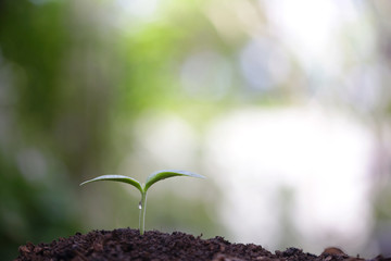 Young green sapling planting with water drop dew