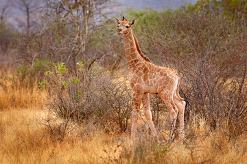 Giraffe babe. Young Giraffe and morning sunrise. Green vegetation with animal portrait. Wildlife scene from nature. Orange light in the forest, Okavango, Botswana, Africa.