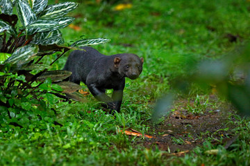 Tayra, Eira barbara, omnivorous animal from the weasel family. Tayra hidden in tropic forest. Wildlife scene from nature, Costa Rica nature. Cute danger mammal in habitat.