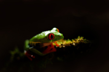 Beautiful amphibian in the night forest. Detail close-up of frog red eye, hidden in green vegetation. Red-eyed Tree Frog, Agalychnis callidryas, animal with big eyes, in nature habitat, Costa Rica.