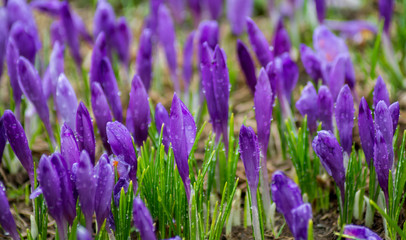Obraz premium Crocus family in top of the mountain.