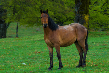 Portrait of wild horse in wildlife. Beautiful brown animal in the nature habitat. 