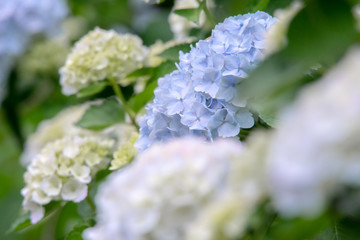 青いアジサイ