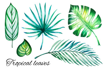 Fototapeta na wymiar Beautiful tropical leaves set. Monstera, palm. Watercolor painting. Exotic plant. Natural print. Sketch drawing. Botanical composition. Greeting card. Painted background. Hand drawn illustration.