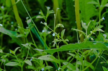 Fototapeta na wymiar small flowers among grass
