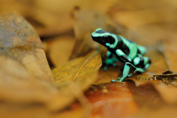 Poison frog from Amazon tropic forest, Costa Rica . Green Black Poison Dart Frog, Dendrobates auratus, in nature habitat. Beautiful motley frog from tropic forest in South America. Animal Amazon.