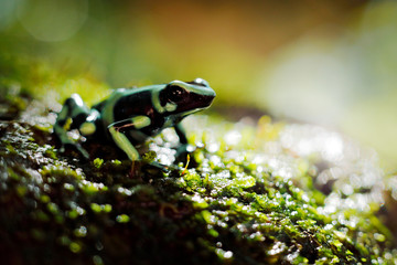 Poison frog from Amazon tropic forest, Costa Rica . Green Black Poison Dart Frog, Dendrobates auratus, in nature habitat. Beautiful motley frog from tropic forest in South America. Animal Amazon.