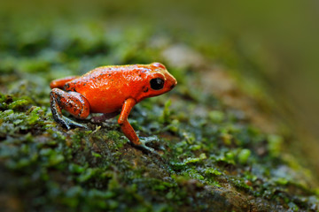 Fototapeta premium Red Strawberry poison dart frog, Dendrobates pumilio, in the nature habitat, Costa Rica. Close-up portrait of poison red frog. Rare amphibian in the tropic. Wildlife jungle. Frog in the forest.