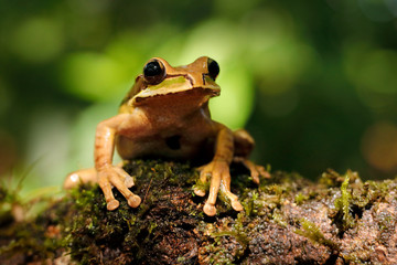 Frog in the gren nature. Masked Smilisca, Smilisca phaeota, exotic tropical green frog from Costa Rica, close-up portrait. Wildlife scene from nature.