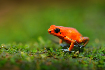 Orange frog. Red Strawberry poison dart frog, Dendrobates pumilio, in the nature habitat, Nicaragua. Close-up portrait of poison red frog. Rare amphibian in the tropic. Wildlife jungle.