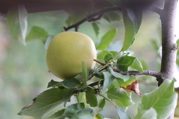 ripe apples on the branches