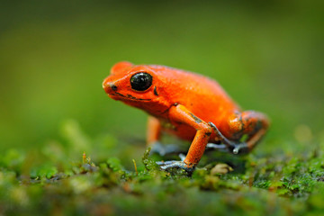 Orange frog. Red Strawberry poison dart frog, Dendrobates pumilio, in the nature habitat, Costa Rica. Close-up portrait of poison red frog. Rare amphibian in the tropic. Wildlife jungle.