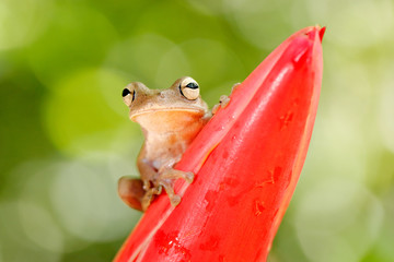 Hypsiboas pardalis, Leopard tree frog, with red flower, in tropic forest.  Frog from Costa Rica, tropic forest. Beautiful animal in jungle, exotic animal from South America. Eye detail.