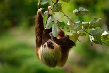 Sloth in nature habitat. Beautiful Hoffman’s Two-toed Sloth, Choloepus hoffmanni, climbing on the tree in dark green forest vegetation. Cute animal in the habitat, Costa Rica. Wildlife in jungle. © ondrejprosicky