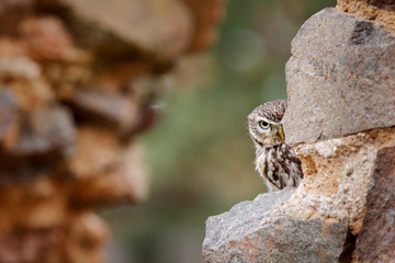 Little Owl, Athene noctua, bird in the nature old urban habitat, stone castle wall in Bulgaria. Wildlife scene from nature. Owl hidden in house with big stone wall.