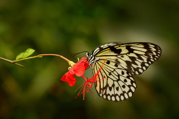 Beautiful butterfly Paper Kite, Idea leuconoe, insect in the nature habitat, green leaves, Philippines, Asia. Wildlife from Asia. White butterfly on the eewd flower in tropic forest.