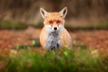 Fototapeta premium Cute Red Fox, Vulpes vulpes in fall forest. Beautiful animal in the nature habitat. Wildlife scene from the wild nature. Fox running in orange and yellow autumn leaves. Animal in fall wood habitat.