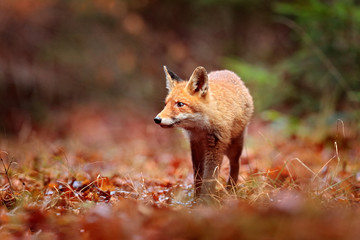 Red fox running on orange autumn leaves. Cute Red Fox, Vulpes vulpes in fall forest. Beautiful animal in the nature habitat. Wildlife scene from the wild nature, France, Europe. Cute animal in habitat