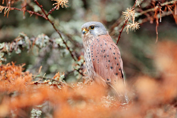Common Kestrel, Falco tinnunculus, little bird of prey sitting in orange autumn forest, Germany. Larch tree with fall dawn leaves in the forest with kestrel. Wildlife nature.