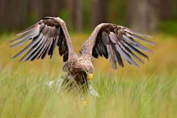 White-tailed Eagle, Haliaeetus albicilla, sitting in the green marsh grass, forest in the background. Wildlife scene from nature.