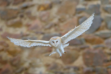 Barn owl, Tyto alba, with nice wings flying above stone wall, light bird landing in the old castle,...