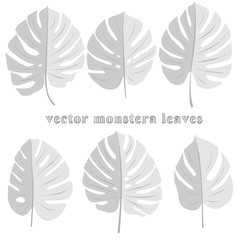 Set of hand-drawn monstera leaves. Natural jungle theme. Isolated on white background image of tropical leaves. Vector illustration.