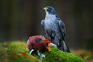 Peregrine falcon with caught Pheasant, feeding on killed big bird on the green mossy rock with dark forest in background. Action wildlife feeding scene from nature. Falcon with kill in green stone.