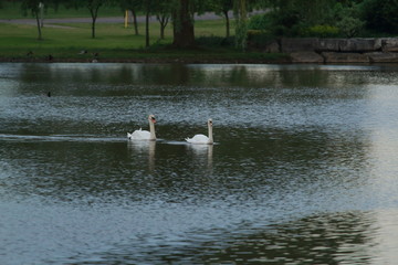 Swans pair water pond park