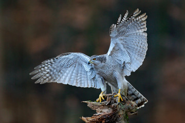 Goshawk flying, bird of prey with open wings with evening sun back light, nature forest habitat,...