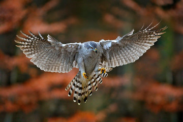 Goshawk flying, bird of prey with open wings with evening sun back light, nature forest habitat,...