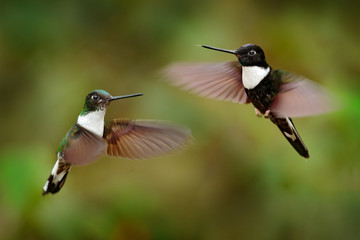 Hummingbird with flower. Collared Inca, Coeligena torquata, dark green black and white hummingbird flying next to beautiful orange flower, Colombia. Wildlife scene from nature.