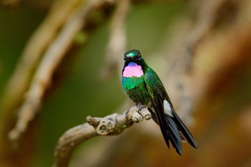 Hummingbird Tourmaline Sunangel, sitting on the branch in Ecuador. Bird with pink throat and plumage in the tropic forest habitat. Wildlife scene from nature.