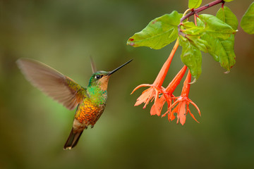 Hummingbird Golden-bellied Starfrontlet, Coeligena bonapartei, with long golden tail, beautiful action flight scene with open wings, clear green backgroud, Chicaque Natural Park, Colombia. Wild bird. © ondrejprosicky