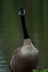Goose closeup portrait 